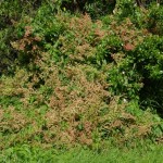 Terrible weed enlarging its grip at Piha