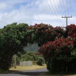 Roadside trees in Piha in need of protection