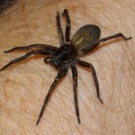 Vagrant spider saved from fire