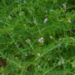 Vetch spreading around Piha