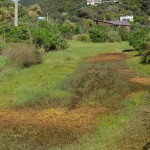 Domain Alligator Weed to be sprayed