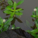 Domain Alligator Weed to be sprayed