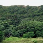 Wilf and Ella Hilford, lovers of Piha’s pohutukawa