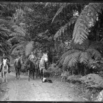 The Cowans of Piha