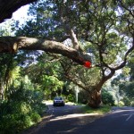 Removal of one limb from Beach Valley Road pohutukawa