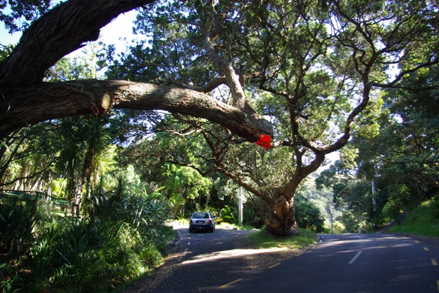 BV pohutukawa