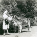 All about Stores at Piha