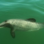 Our endangered dophins – Maui’s