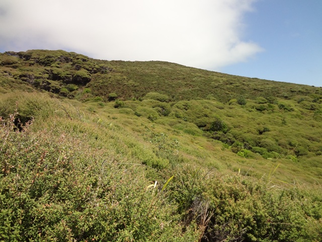 Successful regeneration, compared to neighbouring property at top