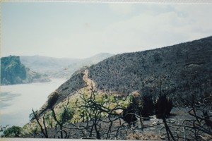 Scorched earth, after the fire 1994