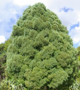 tree nihotupu