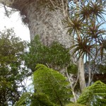 Glorious Kauri Grove Track