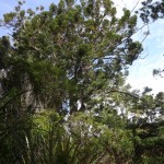 Glorious Kauri Grove Track