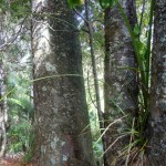 Glorious Kauri Grove Track