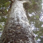 Glorious Kauri Grove Track