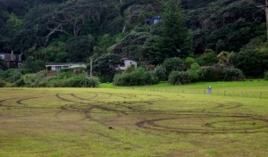 Wheelies on the Domain grass