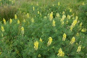 Lupins at North Piha