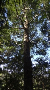 Healthy kauri tree on Maungaroa Ridge Track