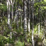 A satisfying walk in the park, McKenzie and Maungaroa Ridge Tracks