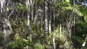 Healthy kauri rikkers on Maungaroa Ridge Track