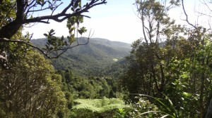 View back to Piha from Maungaroa Ridge Track