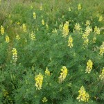 Lupin removal for mid-beach