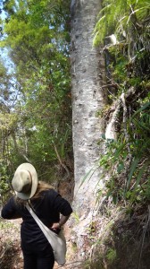 mel and kauri centennial track