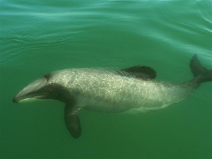 hectors_dolphin