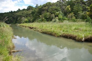 Kakamatua on the Manukau Coast is a big dog walking site.