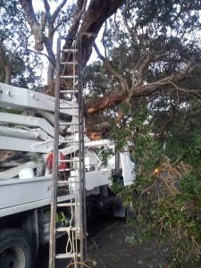 Beach Valley Rd - tree bough removed after being hit by truck