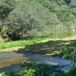 Lily Pond control under way