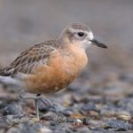 Nesting dotterels need protection at North Piha