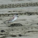 Northern dotterel chick killed by dog on N Piha beach