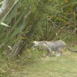 Cat survey supports greater controls